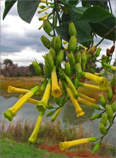 sm 3970.jpg - Tree Tobacco (Nicotiana glauca): Originally from South America it is different from an any other Tobaccos in California in that it is a yellow flowered shrub.